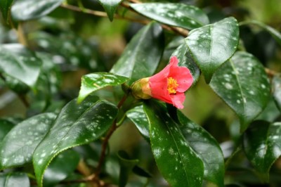 鳳凰山茶